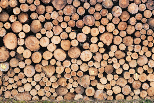 Photo of a pile of natural wooden logs