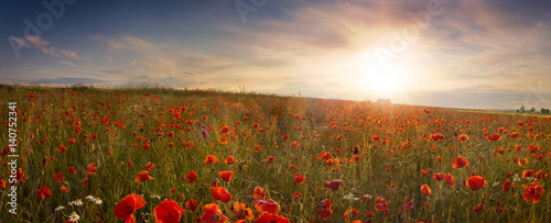 Panoramic view of field of poppies at sunrise
