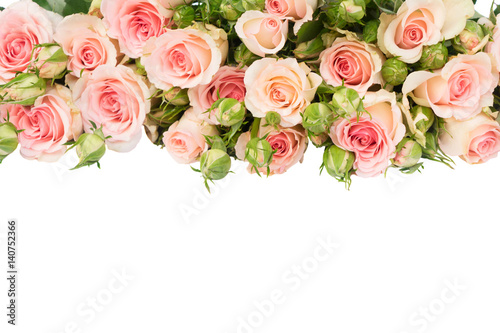 Pink fresh roses with buds border isolated on white background