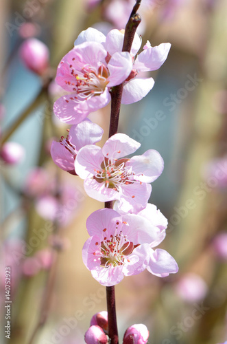 桃の花