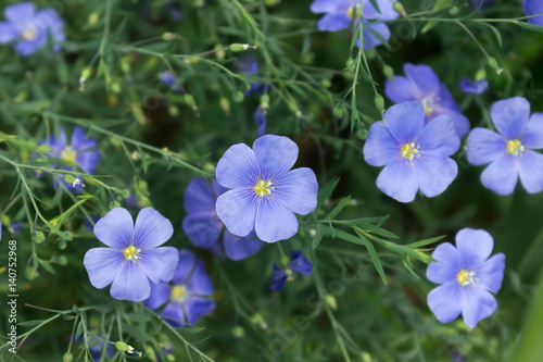 Fototapeta Naklejka Na Ścianę i Meble -  Blue flax flowers