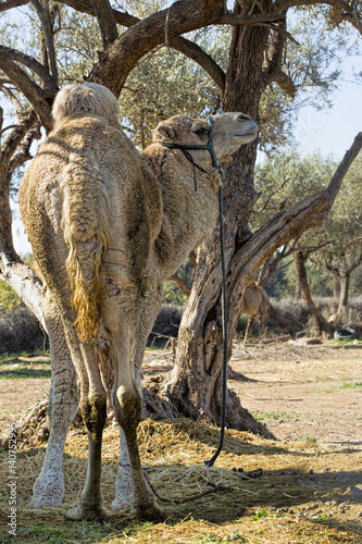 Camel © Bart