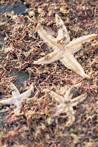 Starfish on the beach photo