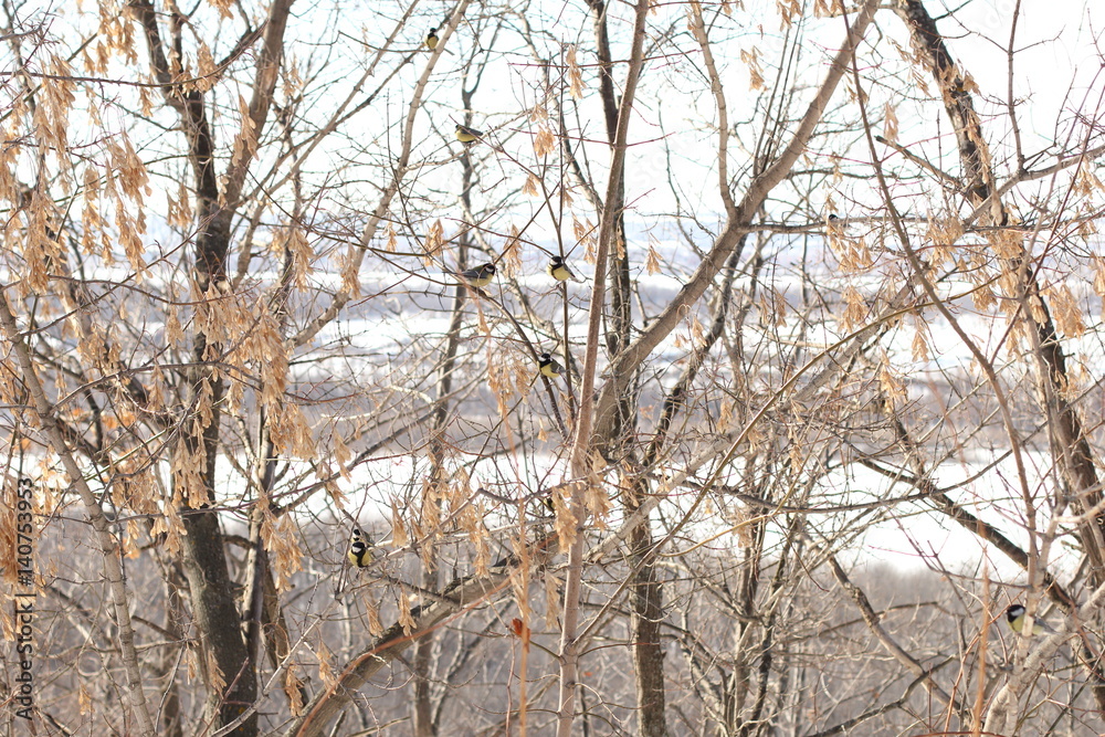Obraz premium bird
