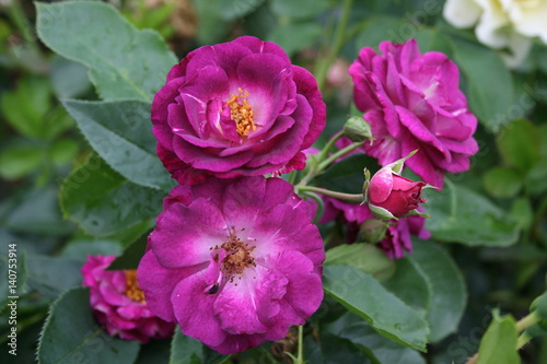 blaue Rose im Garten
