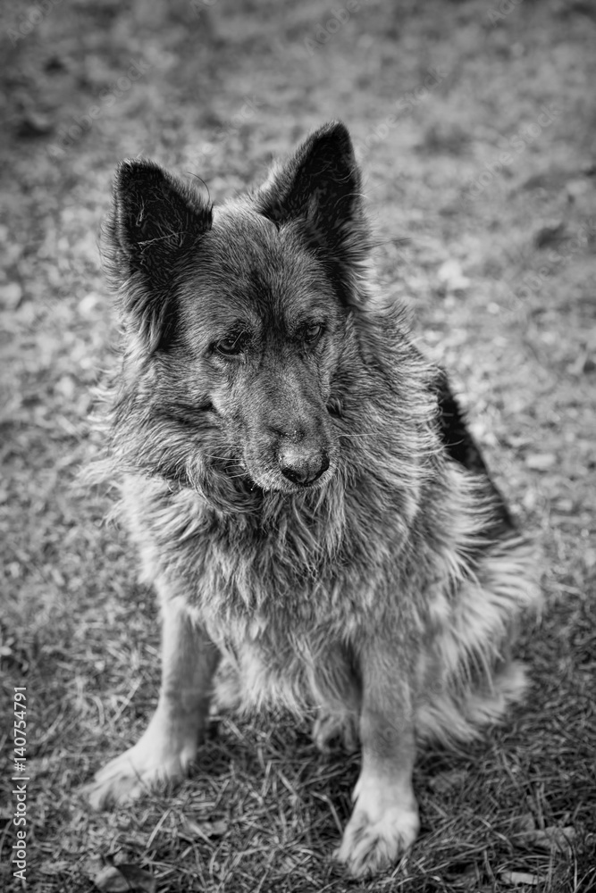 Dog black and white photography Dog black and white photography
