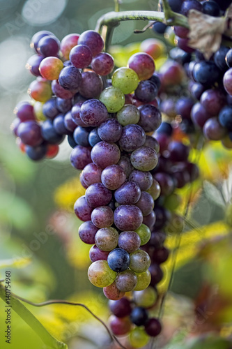 Reg grapes