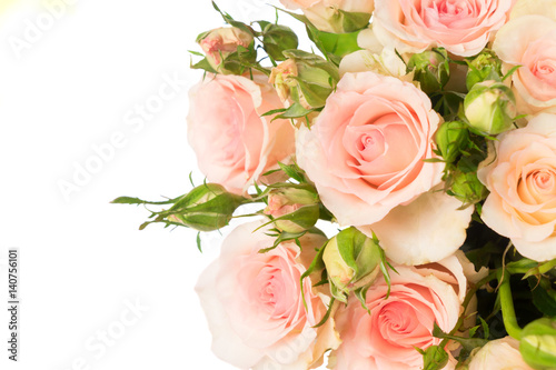 Pink blooming fresh roses with buds close up isolated on white background