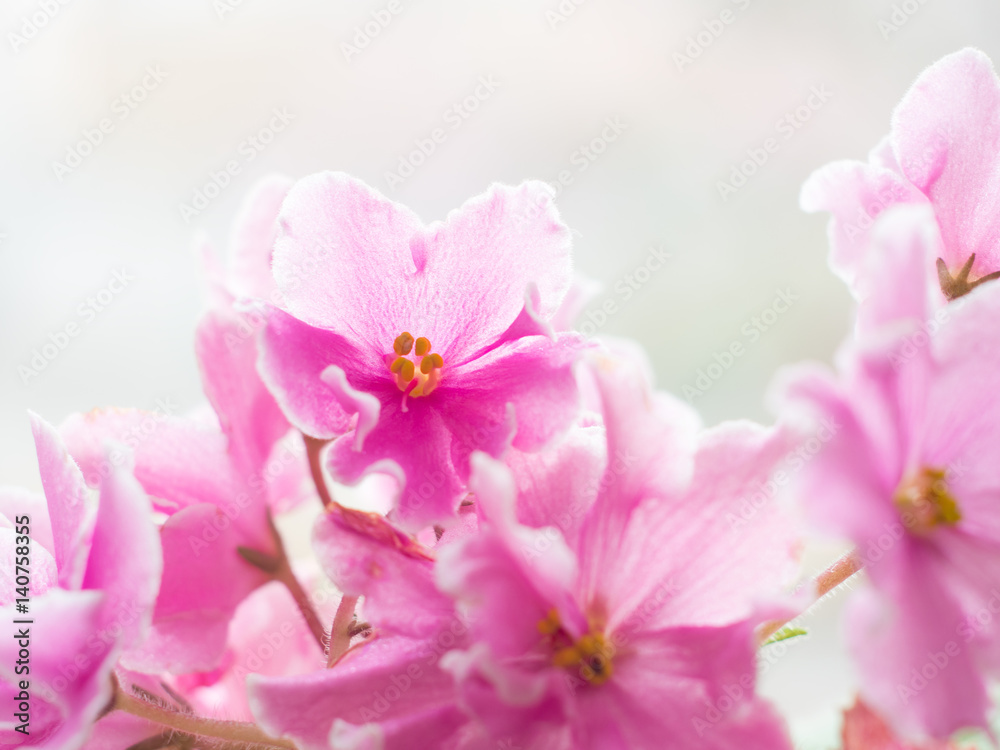 beautiful pink flower violet blurry background . the window has beautiful pink flowers. creative background
beautiful pink flower violet blurry background . the window has beautiful pink flowers. creative background
