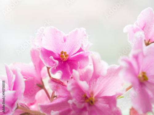 beautiful pink flower violet blurry background . the window has beautiful pink flowers. creative background 