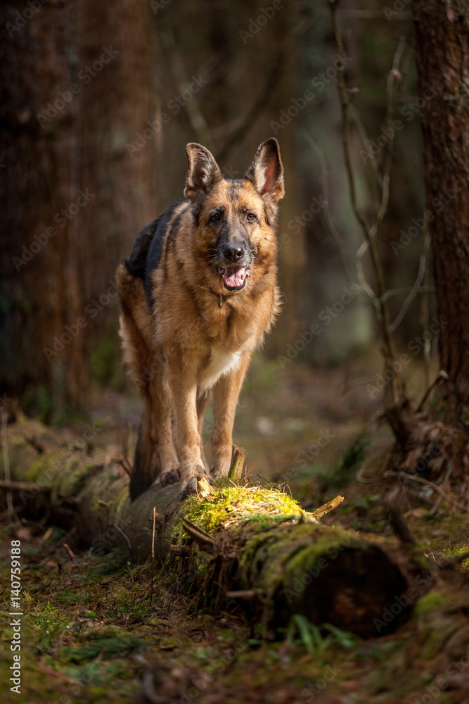 Dog of German shepherd breed stands on a fallen tree covered with green moss. Spring forest.