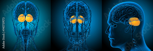 3d rendering medical illustration of the human brain cerebrum photo