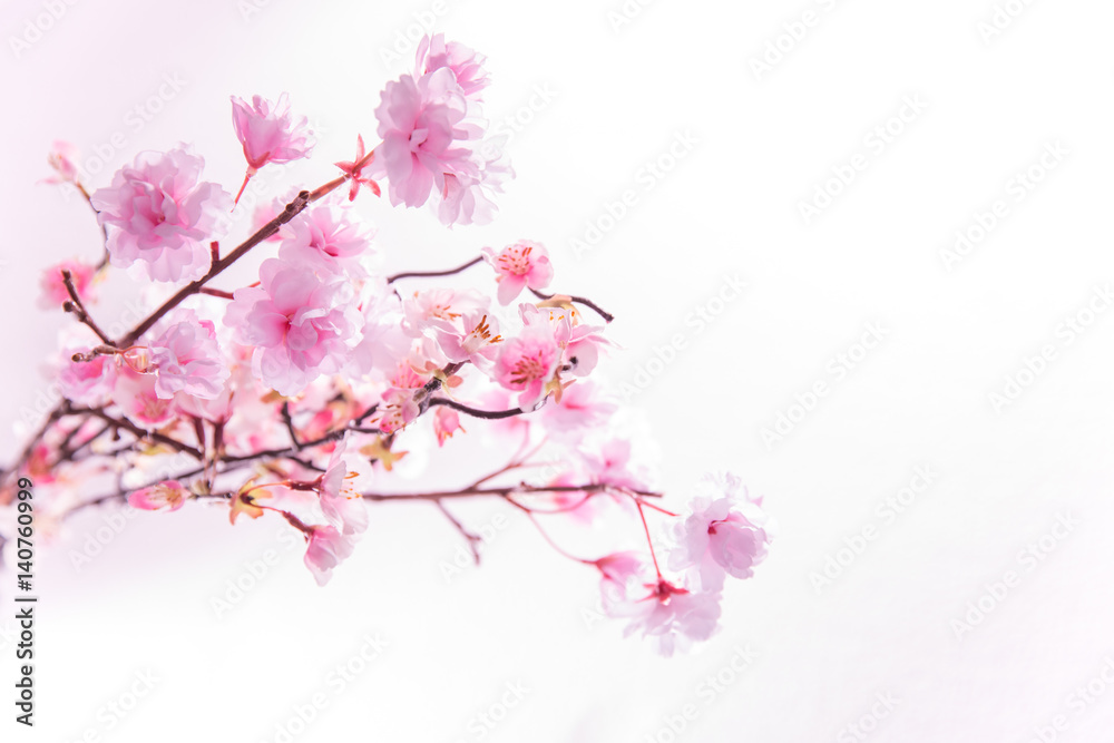 桜