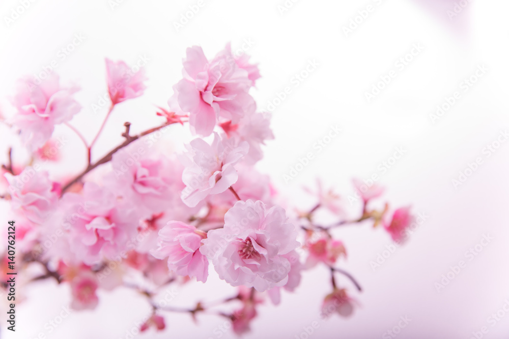 桜