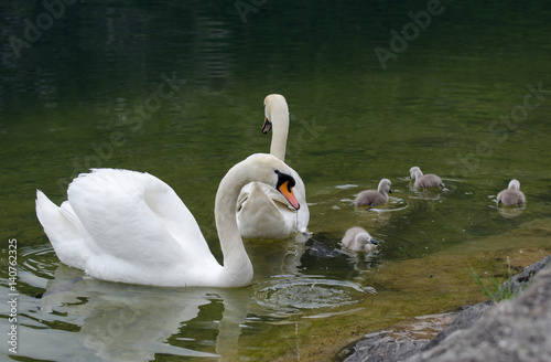 Swans family with cygnets at hallstaettersee lake. Hallstatt, Salzkammergut region, Austria