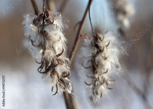 fluffy buds blossoming alder © Natalya