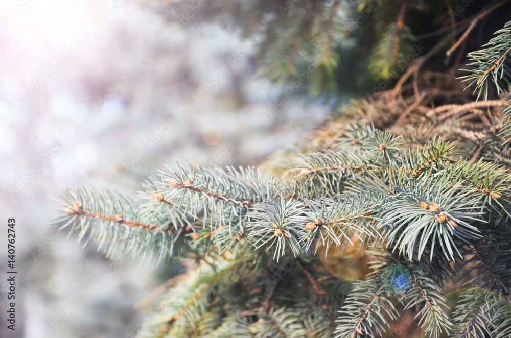 Coniferous trees branches, macro foto.