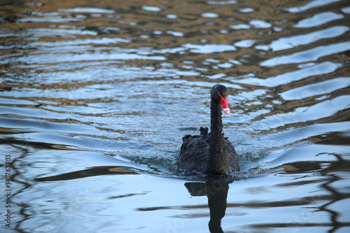 Black swan at the Senba lake photo