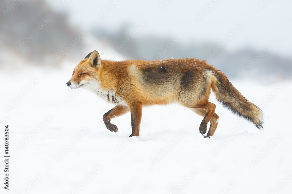 Fototapeta premium red fox in a winter landscape