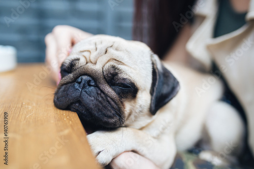 Adorable pug dog sitting in his owner's lap in cafe bar and sleeping. © hedgehog94