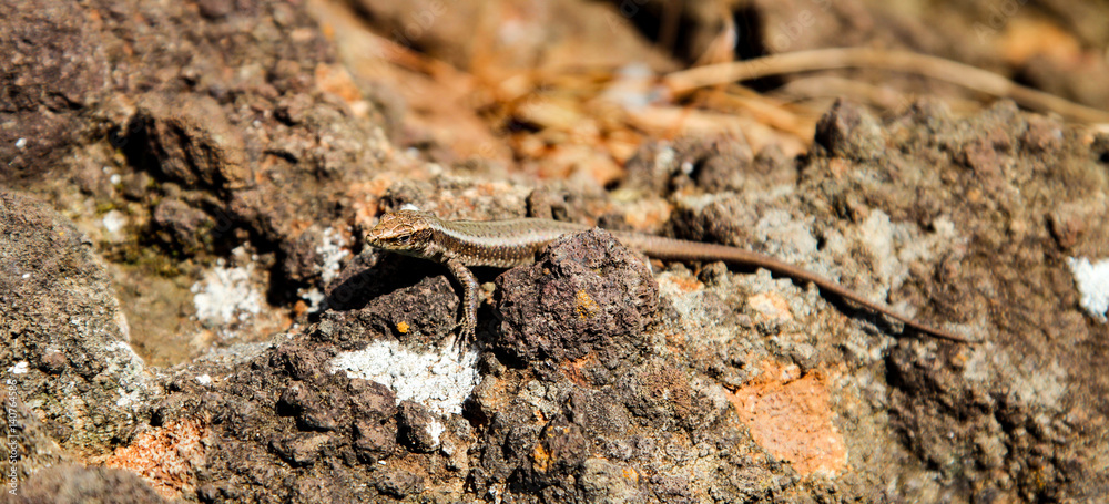 Coal Skink, USA, Florida,Southeastern Five Lined Skink Coal Skink, USA, Florida,Southeastern Five Lined Skink