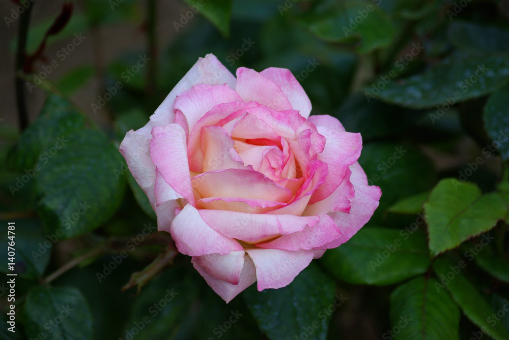 Rose au crépuscule au jardin au printemps Rose au crépuscule au jardin au printemps