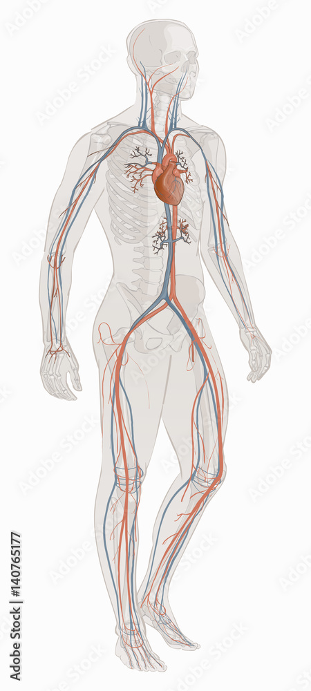 The circulatory vascular system vector The circulatory vascular system vector