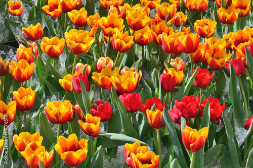 Red-yellow tulips in pots for sale