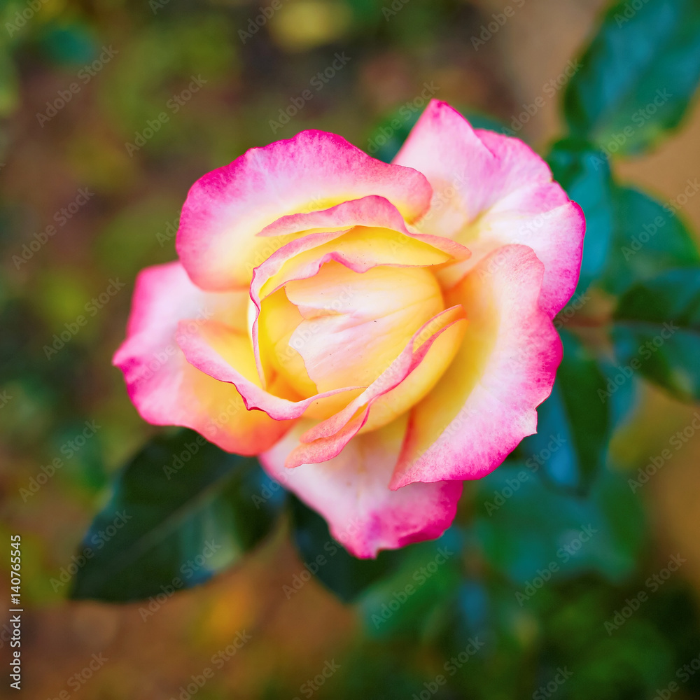colorful single rose closeup in the garden, strong bokeh colorful single rose closeup in the garden, strong bokeh