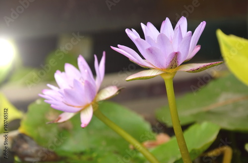 lotus water lily flower blooming in garden