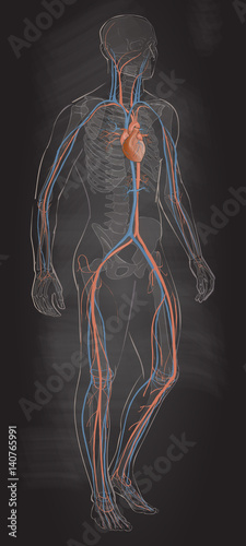 The circulatory vascular system vector