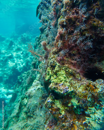 Fototapeta Naklejka Na Ścianę i Meble -  colorful reef and blue-green sea, underwater scene