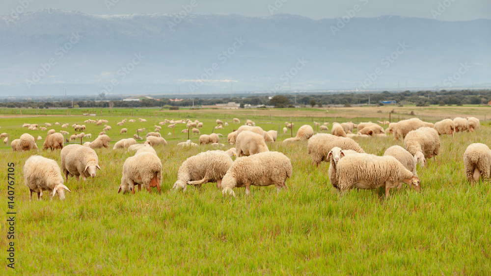 Flock of sheep grazing in a meadow Flock of sheep grazing in a meadow