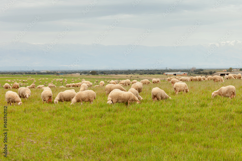 Flock of sheep grazing in a meadow