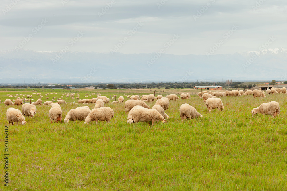 Flock of sheep grazing in a meadow Flock of sheep grazing in a meadow