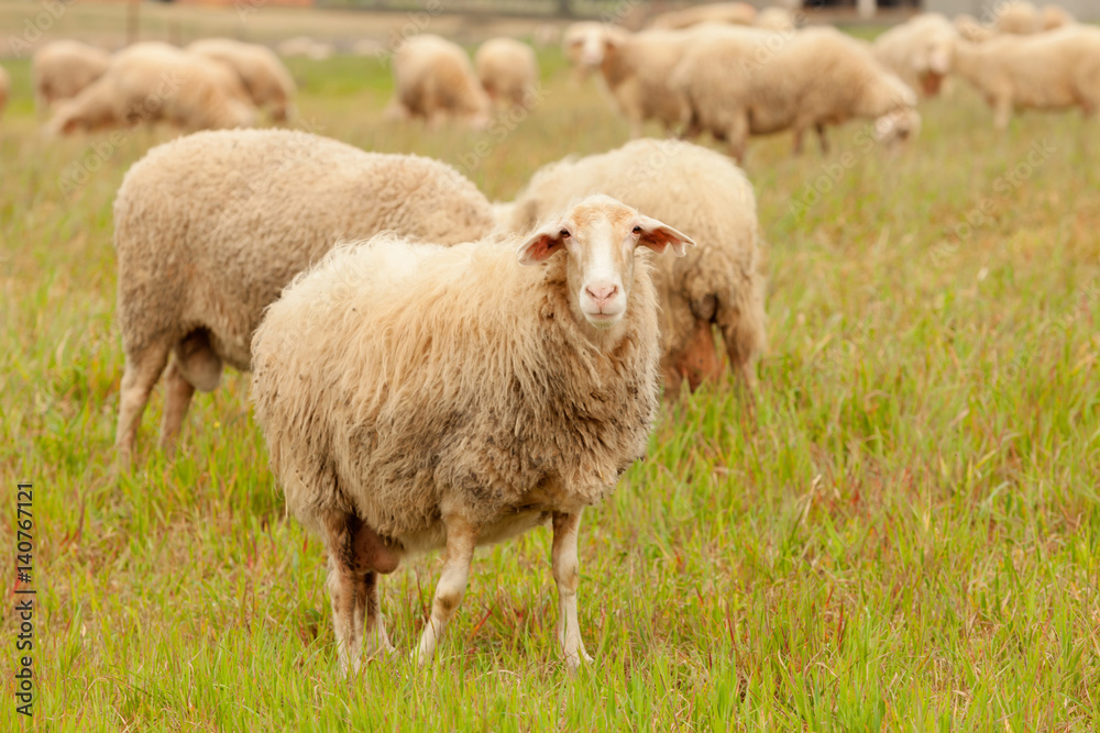 Flock of sheep grazing in a meadow Flock of sheep grazing in a meadow