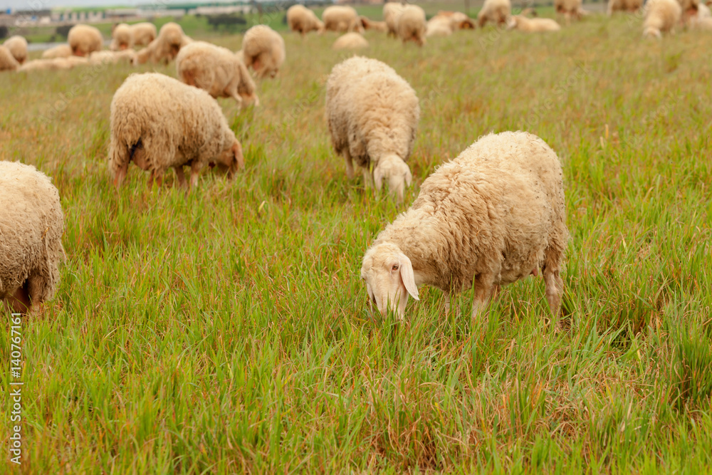 Flock of sheep grazing in a meadow Flock of sheep grazing in a meadow