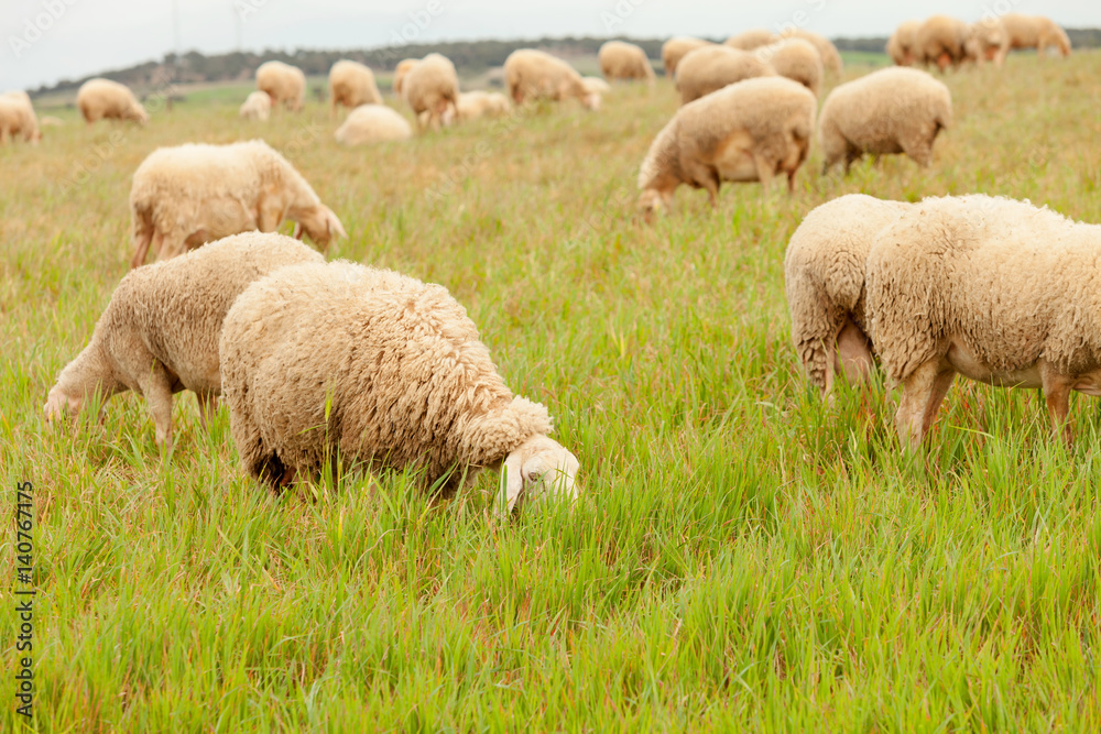 Flock of sheep grazing in a meadow Flock of sheep grazing in a meadow