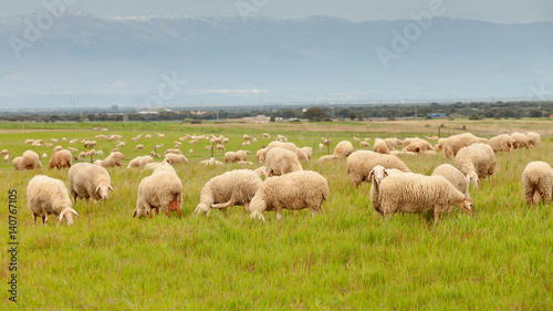 Flock of sheep grazing in a meadow