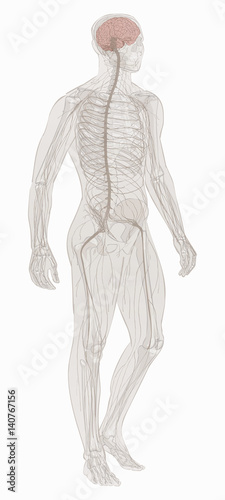 Nervous system vector.