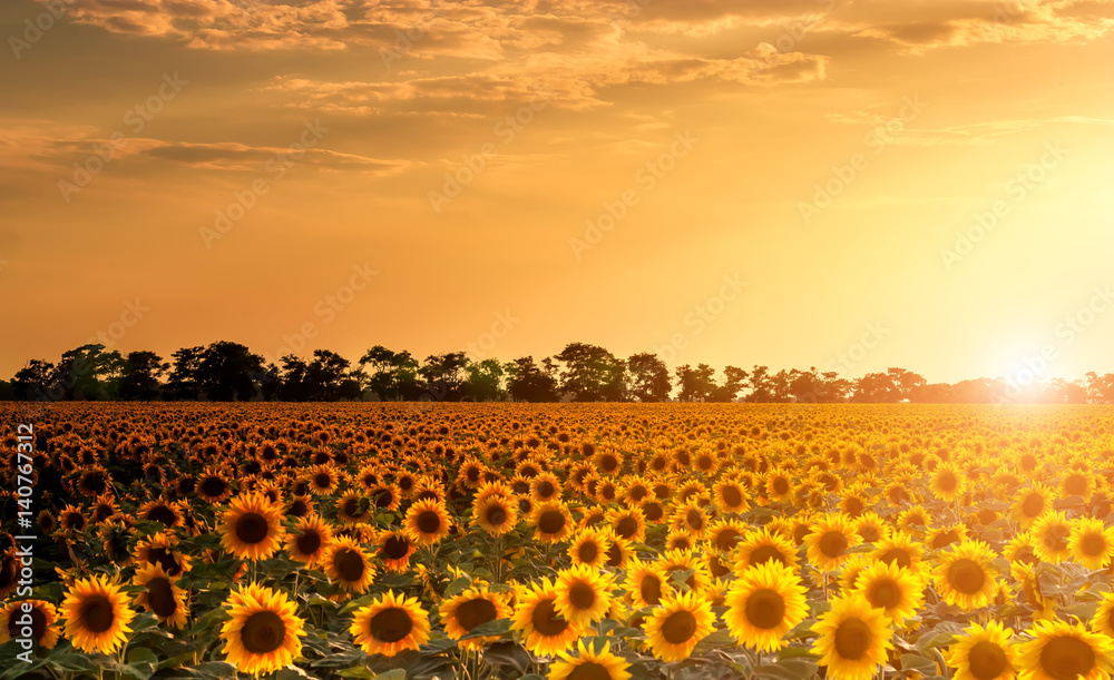 Fototapeta premium Sunflower field in the rays of the hot summer sun.