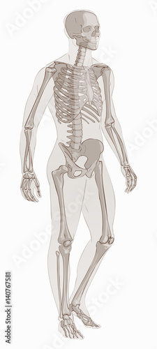 Man skeletal anatomy vector .