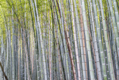 Bamboo Forest in Kyoto - Japan