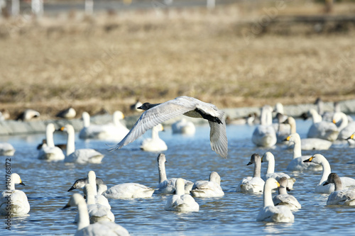 沼の白鳥たち