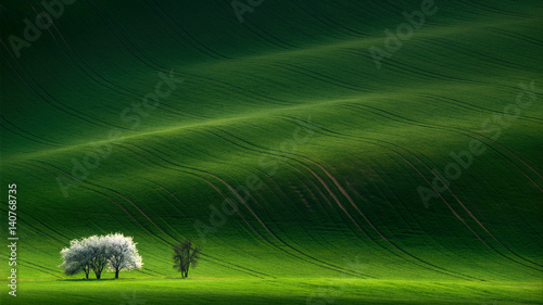Obraz na płótnie White spring flowering trees on a background of green hill, which is highlighted by the setting sun. Rolling hills with fields and trees suitable for backgrounds or wallpapers w salonie