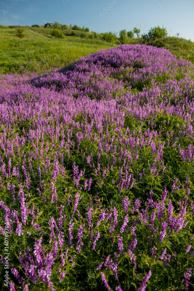 Amazing beautiful spring landscape of blooming grass Amazing beautiful spring landscape of blooming grass