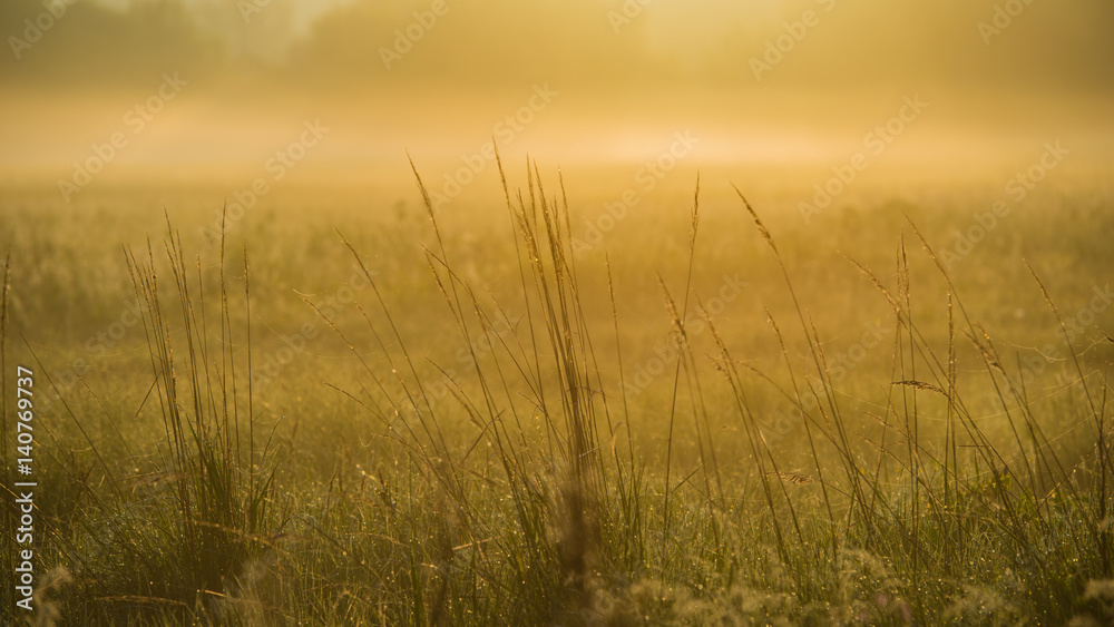 Amazing spring landscape and misty meadow