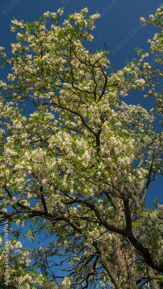 Surprisingly beautiful flowering acacia branches against the sky Surprisingly beautiful flowering acacia branches against the sky