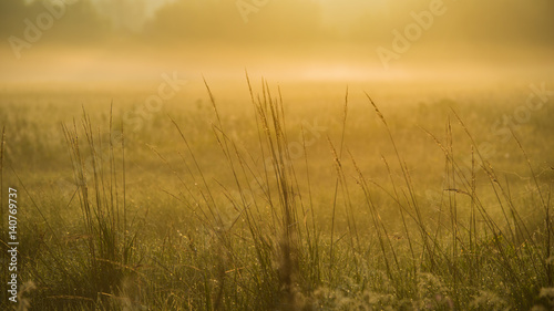 Amazing spring landscape and misty meadow