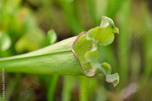 Sarracenia flava, yellow pitcherplant, is carnivorous plant in family Sarraceniaceae